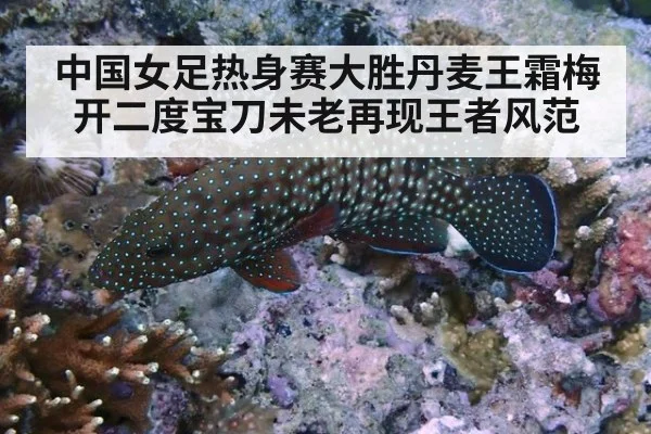 中国女足热身赛大胜丹麦王霜梅开二度宝刀未老再现王者风范